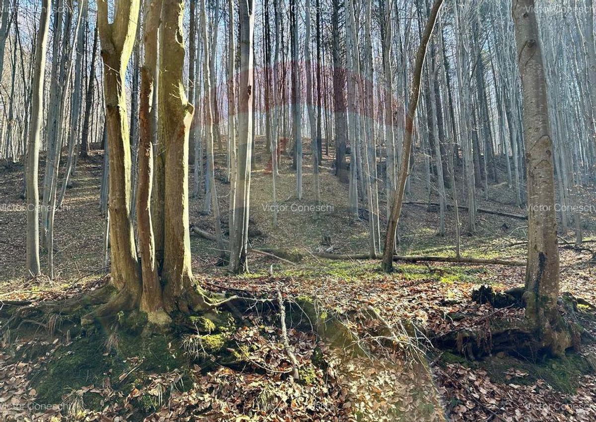 Teren de vanzare 53,723mp Codlea / Nord-Vest - 13