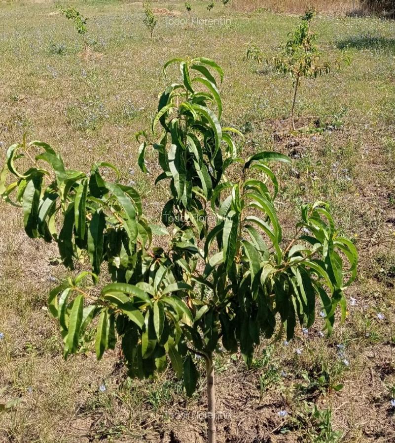 Vând teren intravilan construcții casa in vatra satului - 10