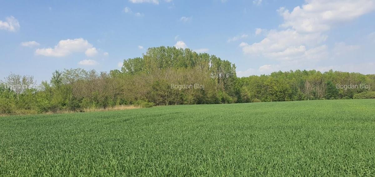 Teren intravilan Butimanu/Barbuceanu, Dambovita - 7