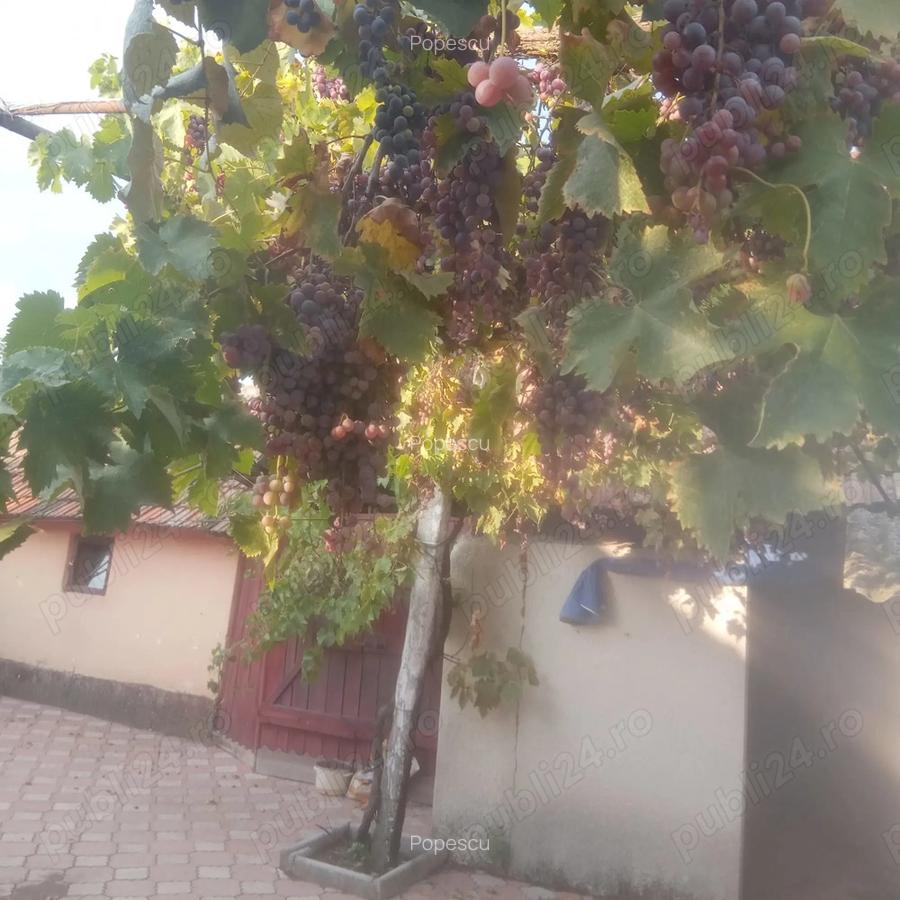 La 36 km de Oradea vindem 2 casu?e cu gradina - 1