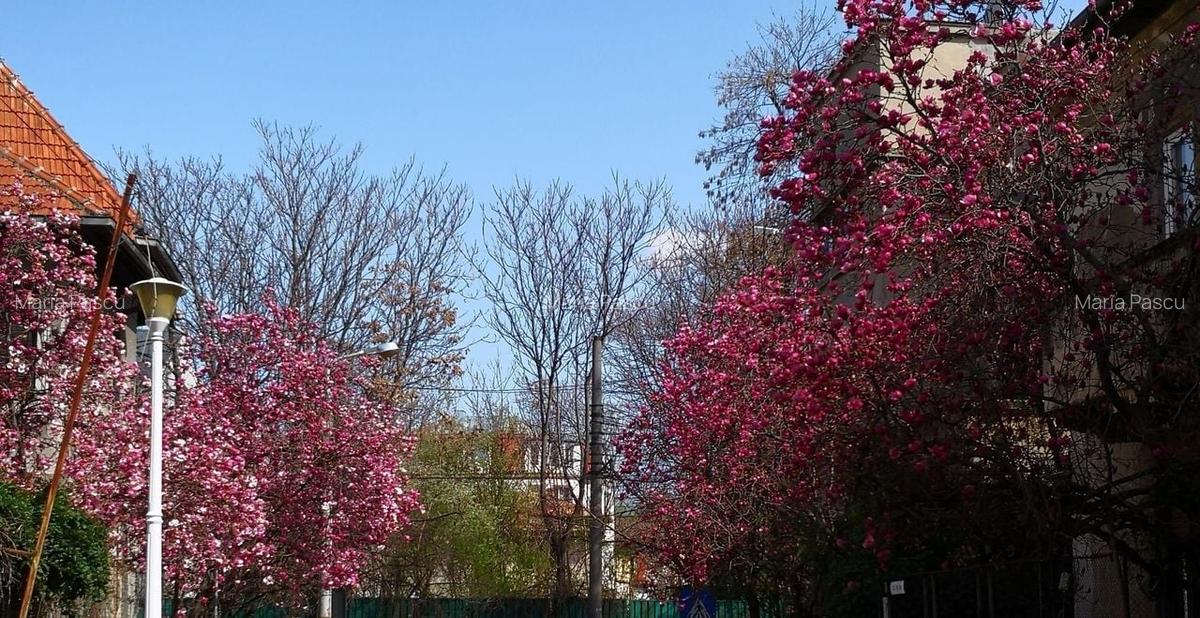 CASA CU MAGNOLII - APARTAMENT IN VILA - 8