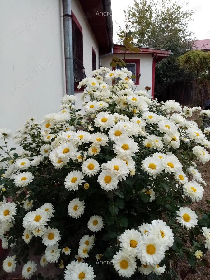 CASA CU GRADINA la 55 km de Bucure?ti (langa Titu) - 10 CASA CU GRADINA la 55 km de Bucure?ti (langa Titu) - 10