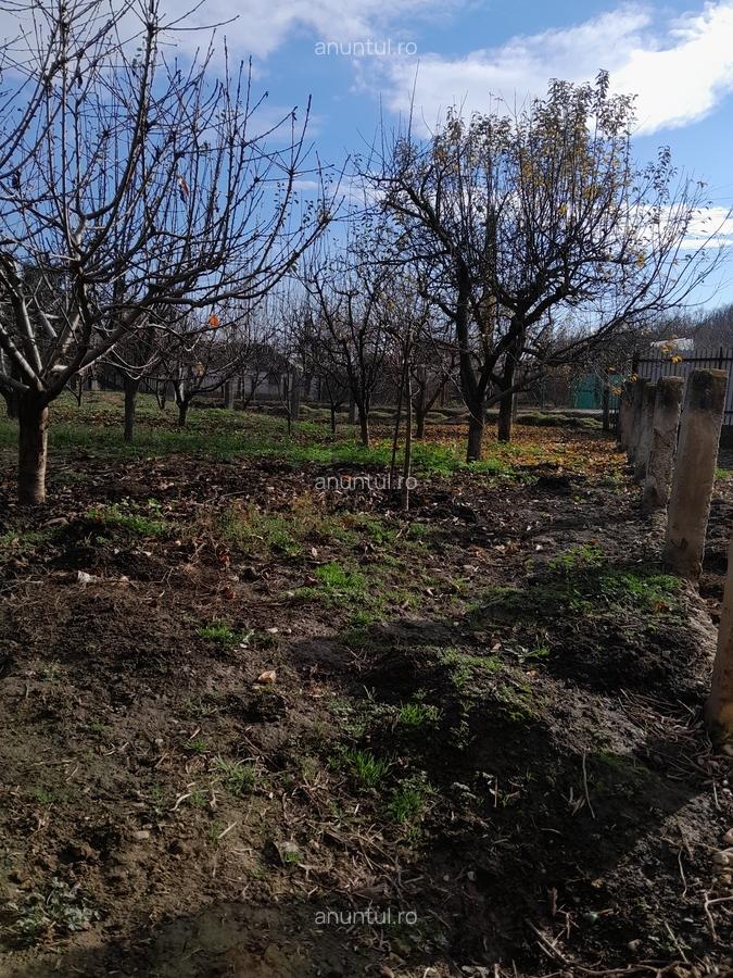 Iasi, Vand cu acte in regula - 6