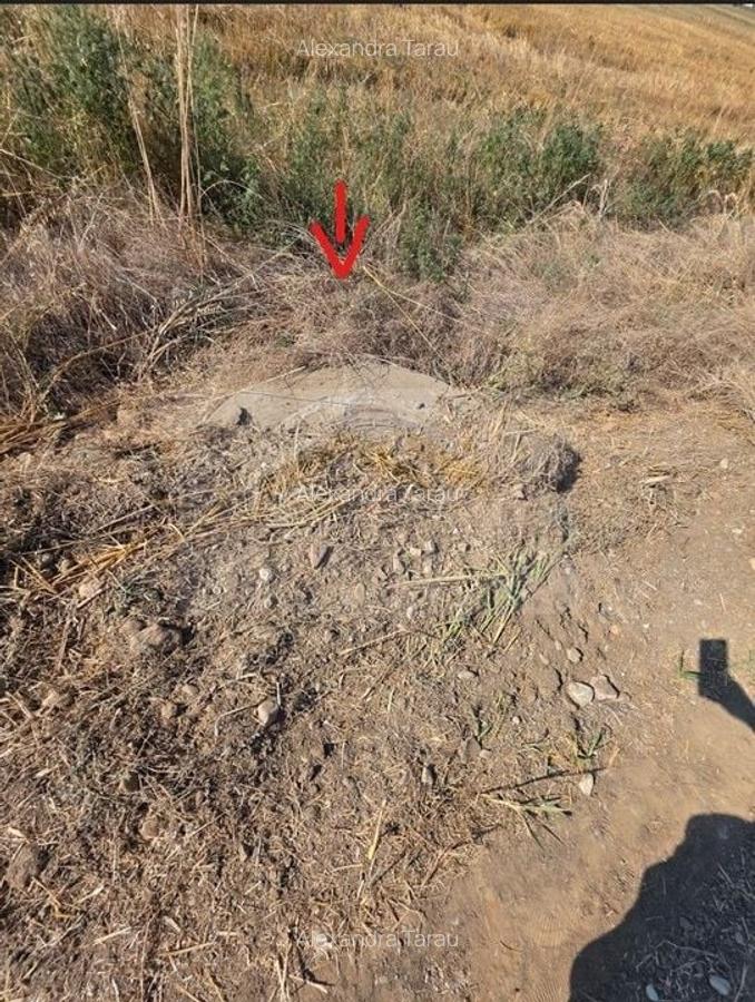 Teren intravilan 5.450 mp - Strada Castanilor, Ciorogârla - zonă rezidențială în - 4