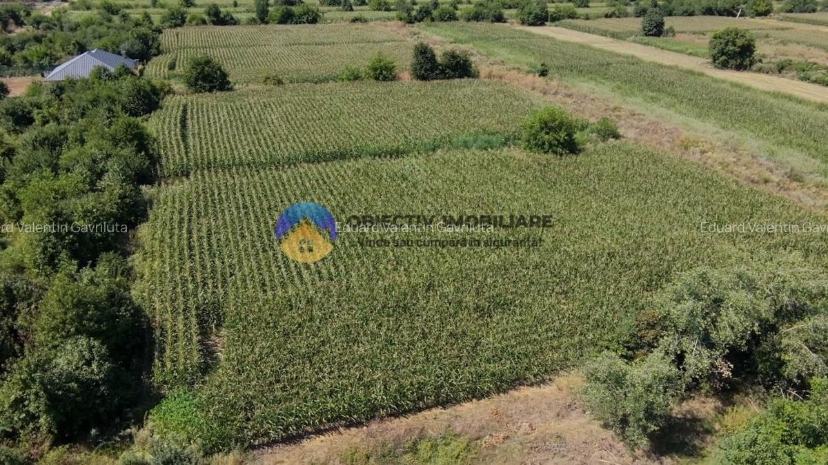 Teren intravilan 3866 mp Dumbrava Rosie - 6