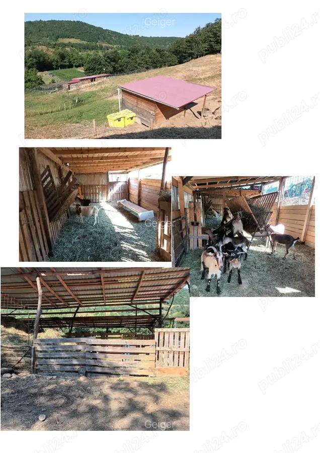 Casa cu ferma de vanzare - 6