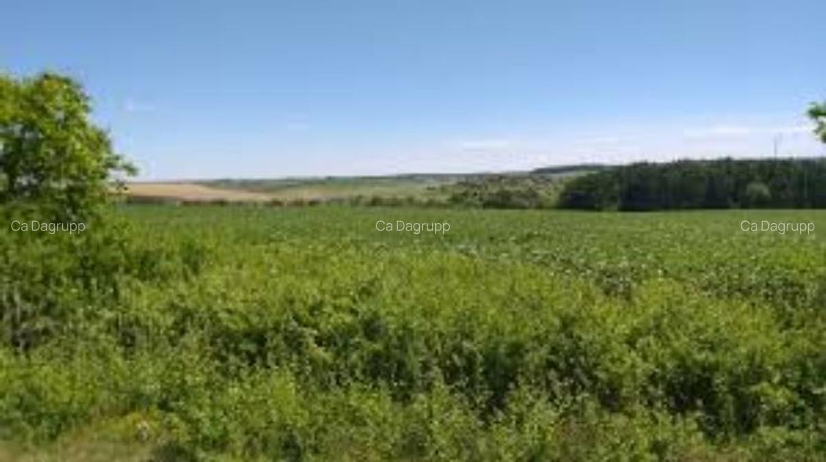 1 hectar de teren agricol in comuna Perieti din judetul Olt - 1