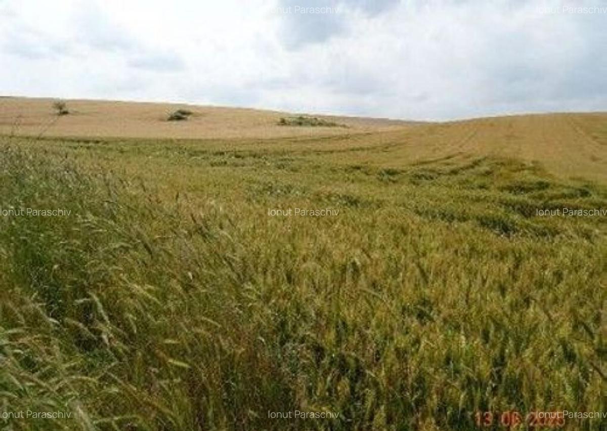 Teren extravilan Oltina, cota parte 1/2, ID: R2610910 - 6