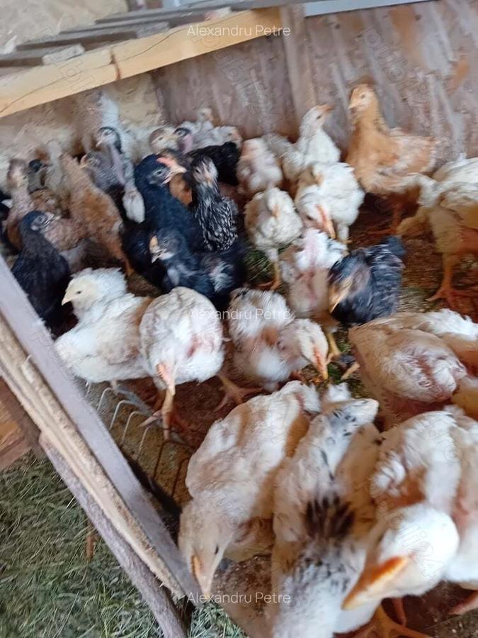 Teren +casa de vacanta - 4 Teren +casa de vacanta - 4