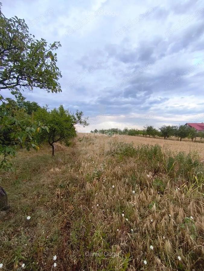 TEREN PAULESTI//10.000 MP - 4