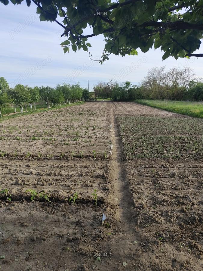 Vand casa cu teren sat Sarbova - 6