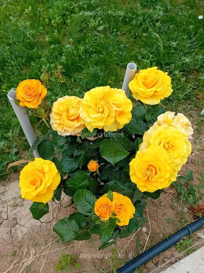 Teren +casa de vacanta - 10 Teren +casa de vacanta - 10