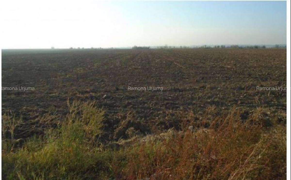 Teren extravilan Loc. Bucovat sat Sarbatoarea, jud. Dolj - 6