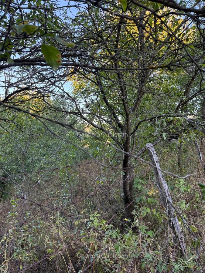 Vand teren 1300 mp inclusiv casa 70mp Racoasa, judetul Vrancea. - 5 Vand teren 1300 mp inclusiv casa 70mp Racoasa, judetul Vrancea. - 5