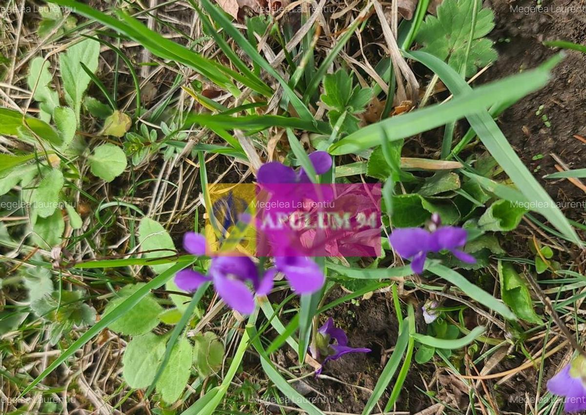 Teren de vanzare in Brebu - Zona Brebu Megiesesc - 5