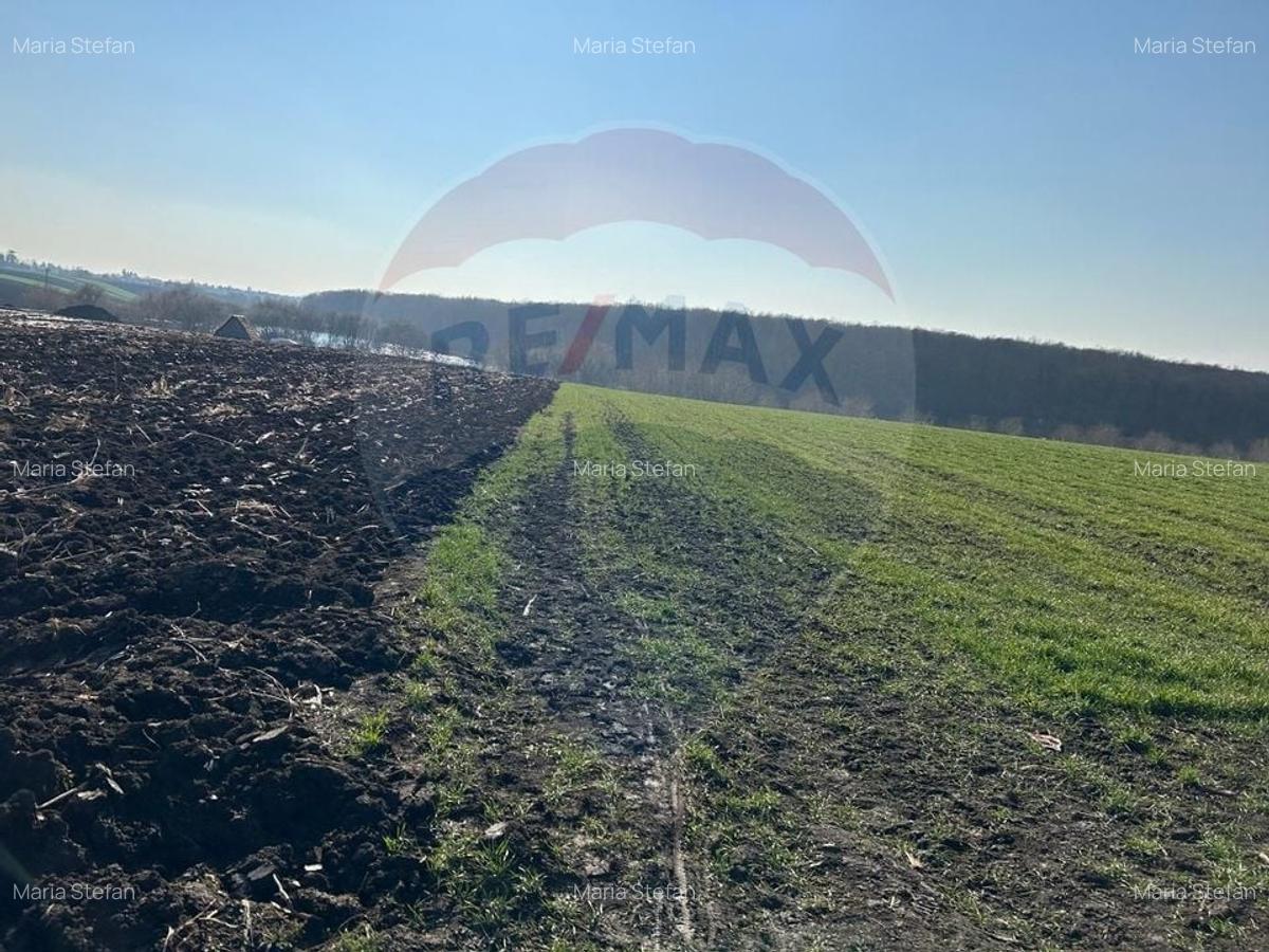 DE VANZARE intravilan LAC, Moara Vlasiei, Caldarusani TEREN ECHITATIE - 4