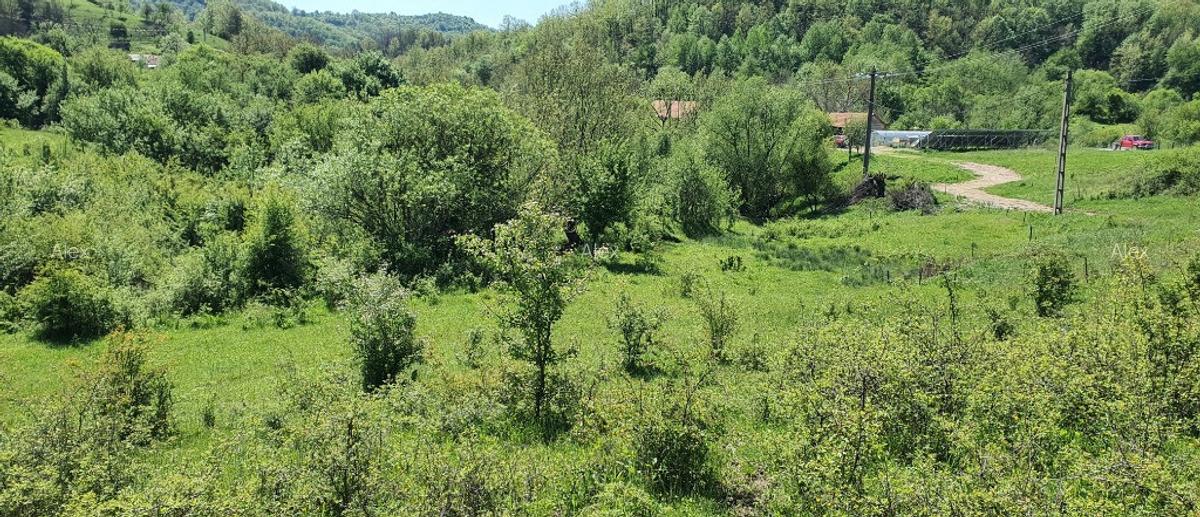 Teren 5.850mp poieni?a de vis la 2km de dunare, crusovita - 4