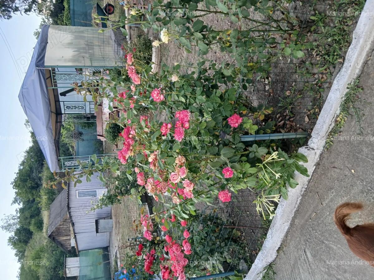 Casa cu gradina in Probota Iasi. - 3