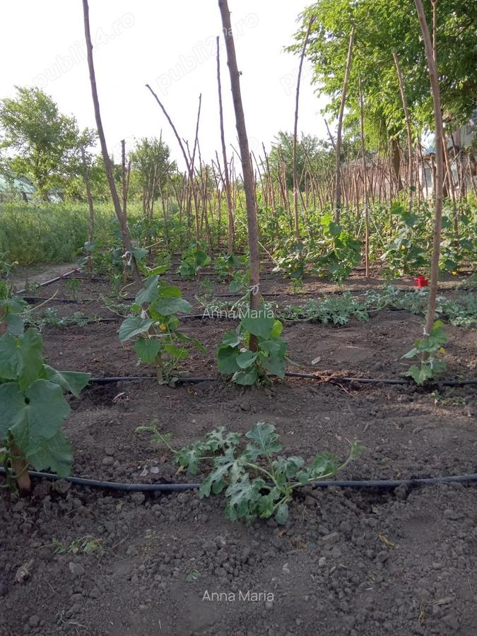 Vand casa comuna Baneasa, Giurgiu - 5