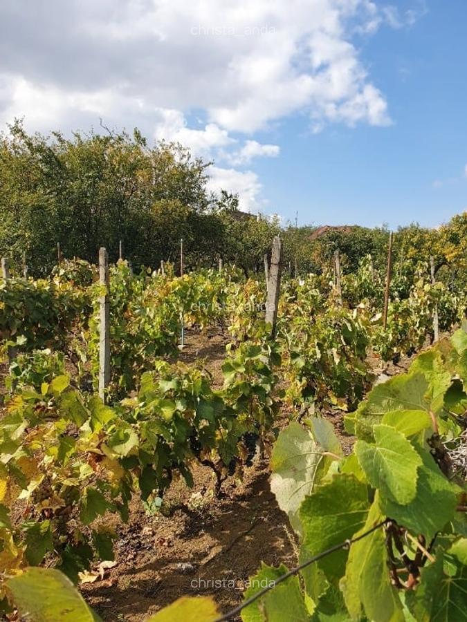 Teren Oradea 3.152 mp front 22.5 m str Fagetului - 5