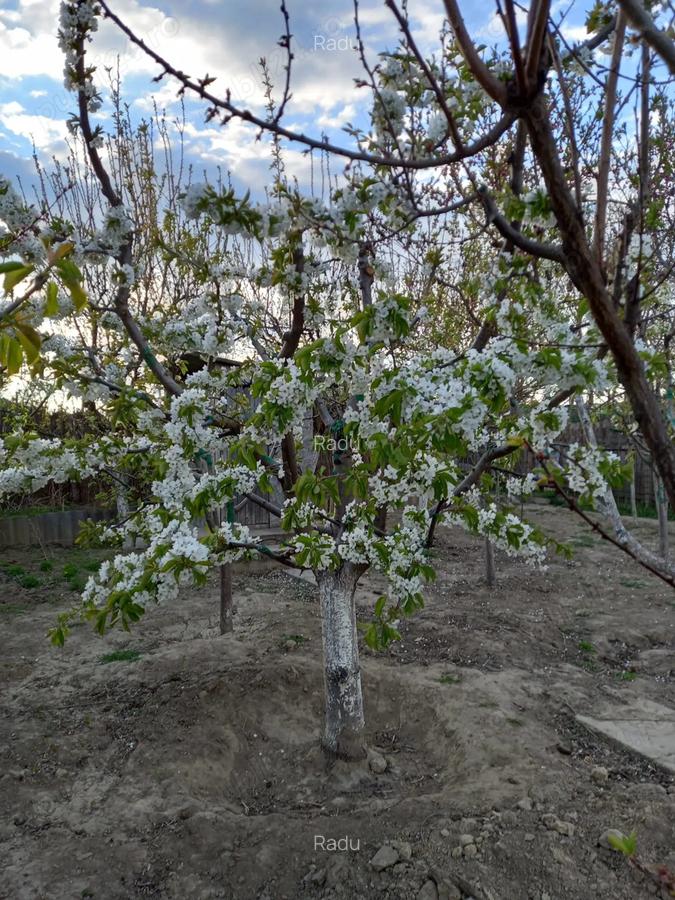 Casa de vanzare cu livada si vie Mineri judetul Tulcea - 4