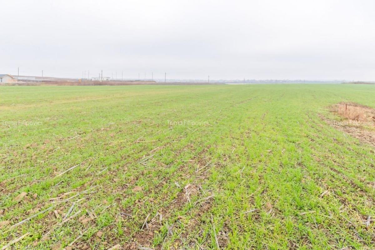 CERNICA - POSTA - TEREN INTRAVILAN CONSTRUCTII 15000 MP! - 12