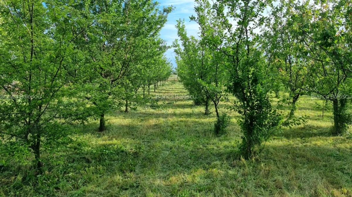 Casa de vanzare in Serbia, sat Vojvoda Stepa (10 minute de vama cu Jimbolia) - 10