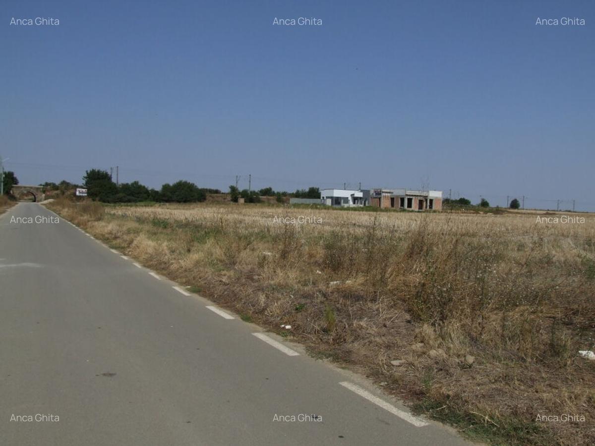 Domnesti-Salciei-stradal - 11