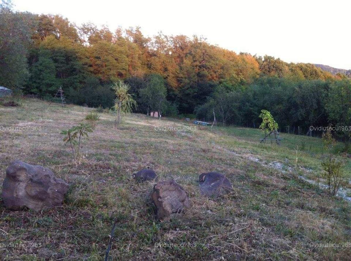 Vand domeniu compus din 8000mp,cu padure ,zona deal-munte Valea iasului Ages - 5