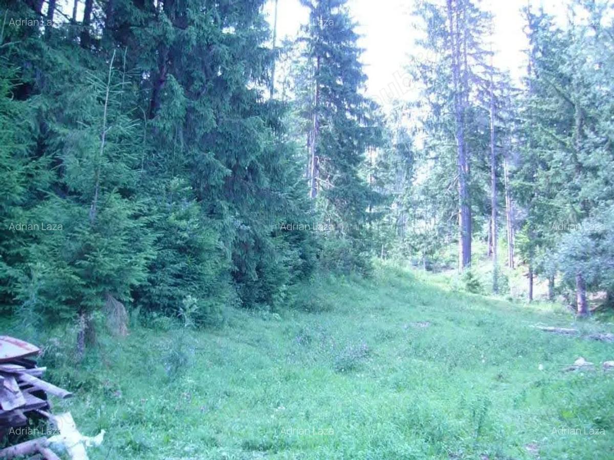 Lepsa Vrancea ,zona retrasa linistita si sigura,cabana si teren de vanzare - 7