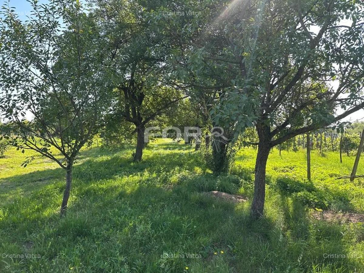 Teren intravilan de vanzare 3000 mp comuna Tamaseu Bihor - 4