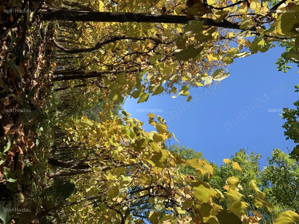 Casa si teren Silivasu de Campie - 3