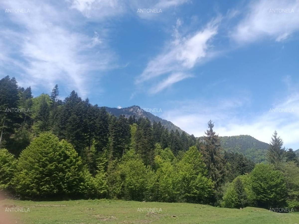 Vnd teren la munte, zona foarte frumoasă - 6