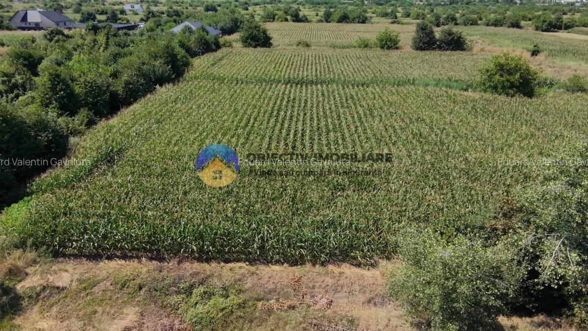 Teren intravilan 3866 mp Dumbrava Rosie - 4