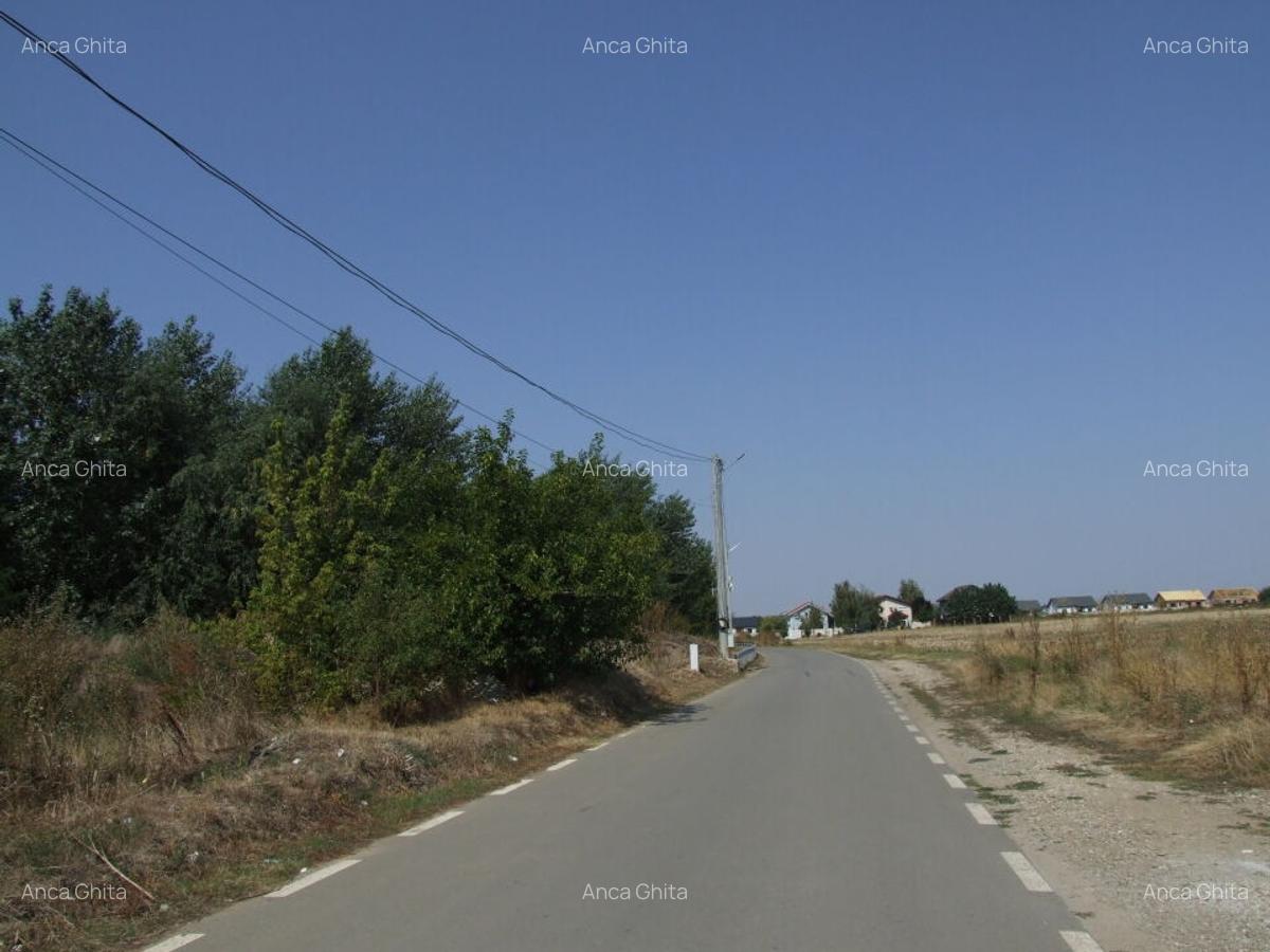 Domnesti-Salciei-stradal - 8