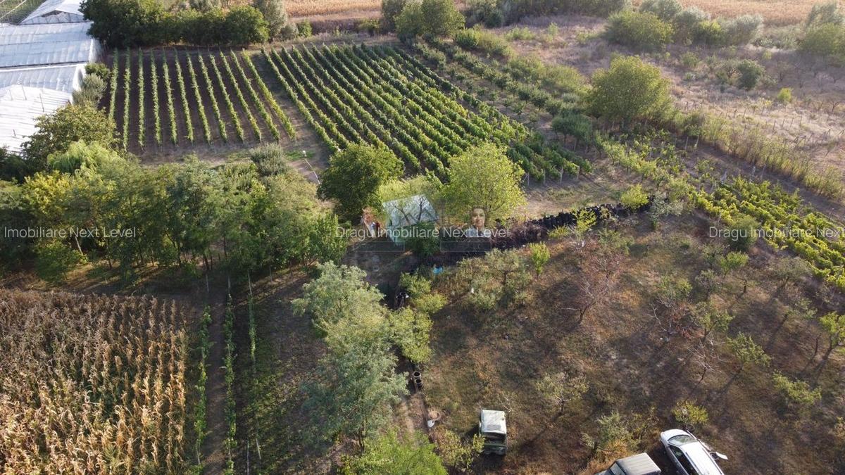 Teren intravilan Tecuci/Podgorie si Pomi Fructiferi/5000 mp - 1