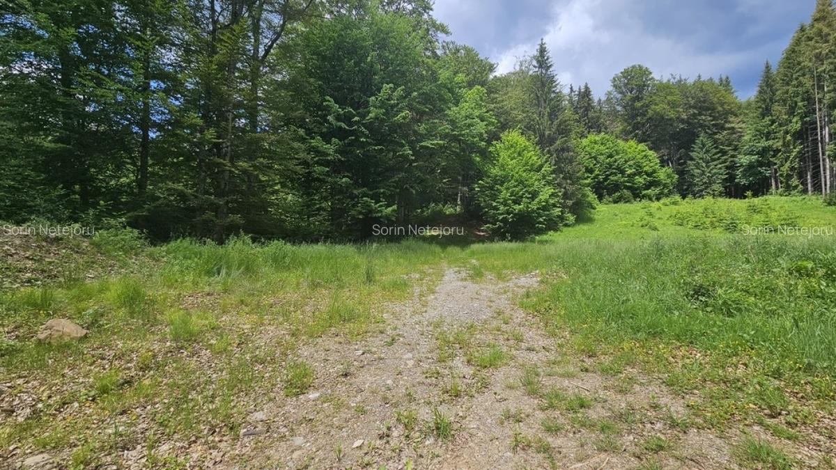 Teren Construcții intravilan de 7546 mp, în Valea Doftanei - 7