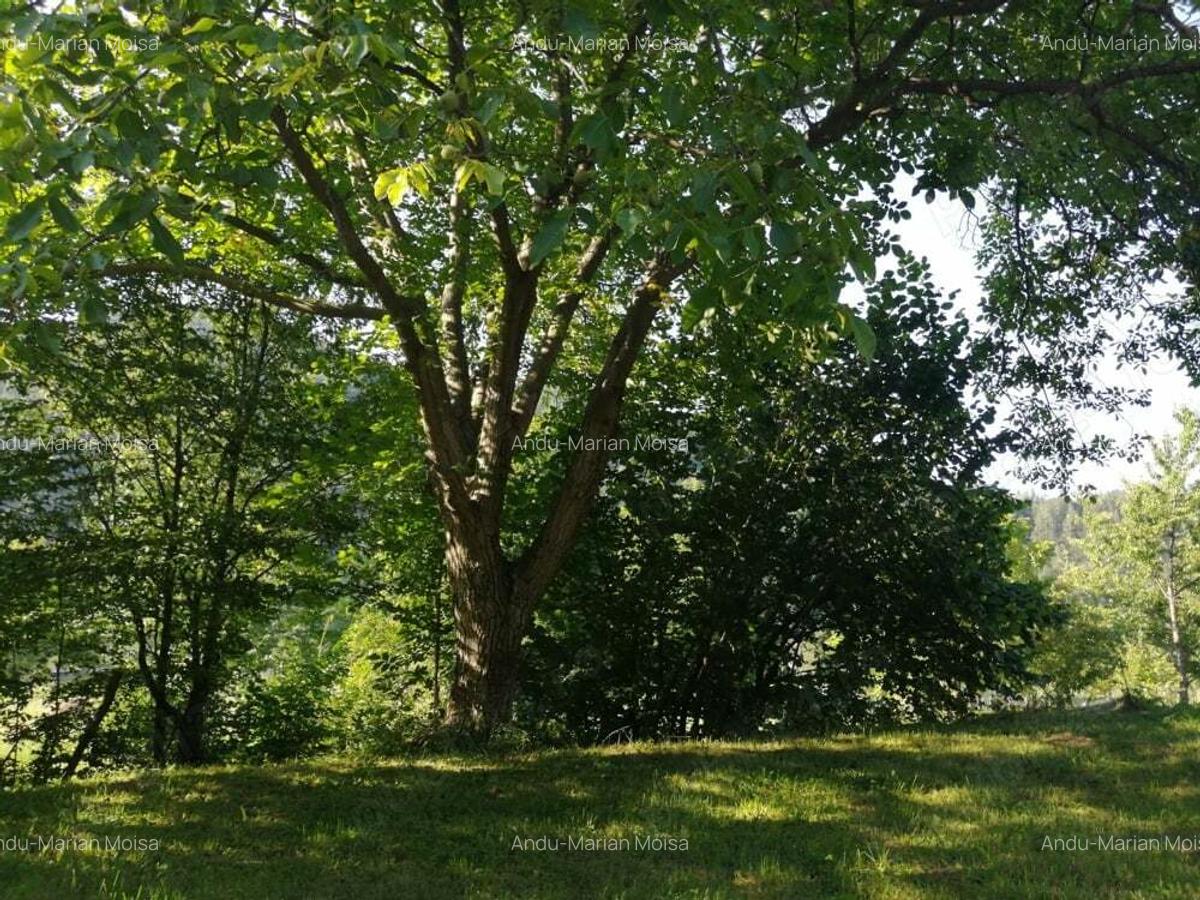 Vand casa batraneasca ?i teren 2500 mp la munte langa barajul Valea Uzului. - 6