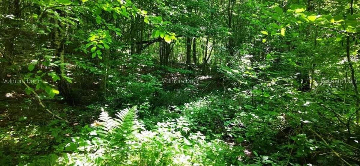 Teren Valiug 900-2400 mp acces auto utilita?i negociabil - 6