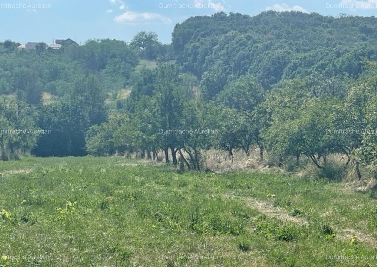 Teren plus casa in Hintesti 6060mp - 2