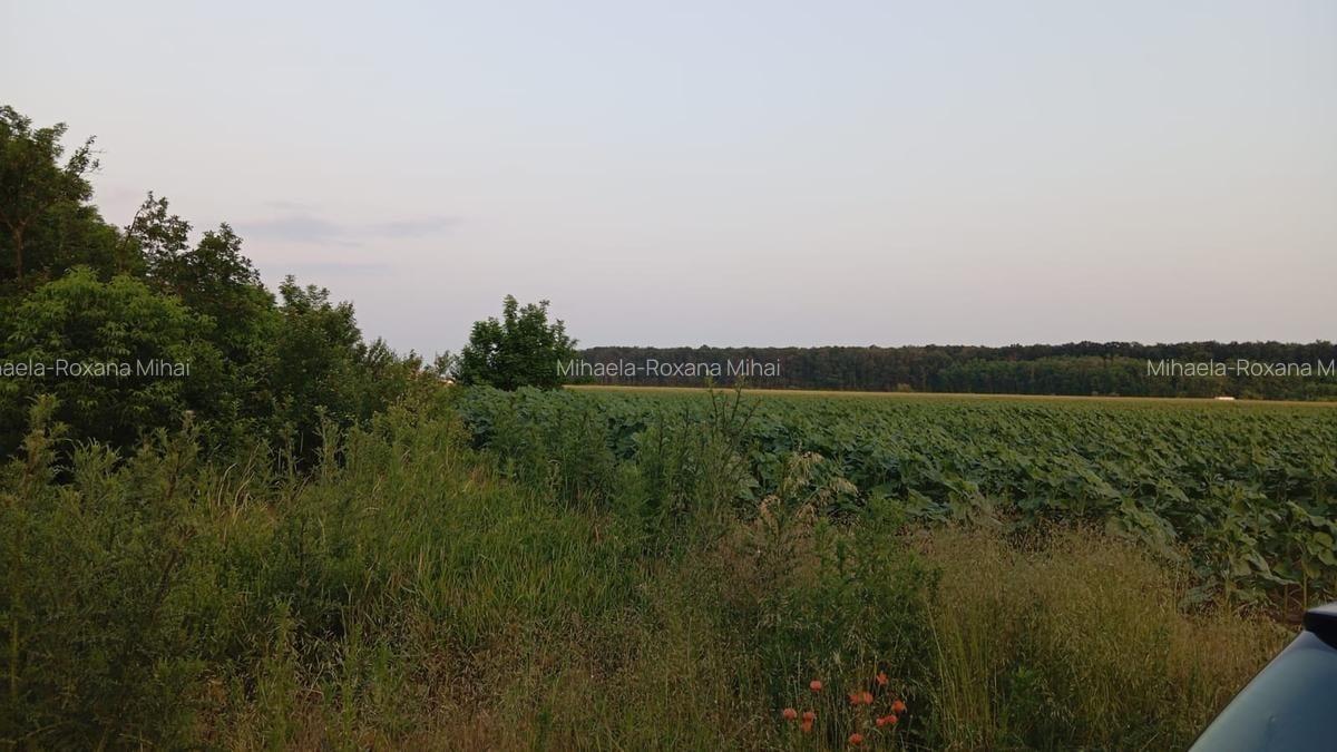 Teren de vanzare Dragomiresti Deal!!! - 1