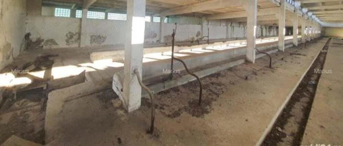 Vand teren cu hala construita pe el in Recas - 3 Vand teren cu hala construita pe el in Recas - 3