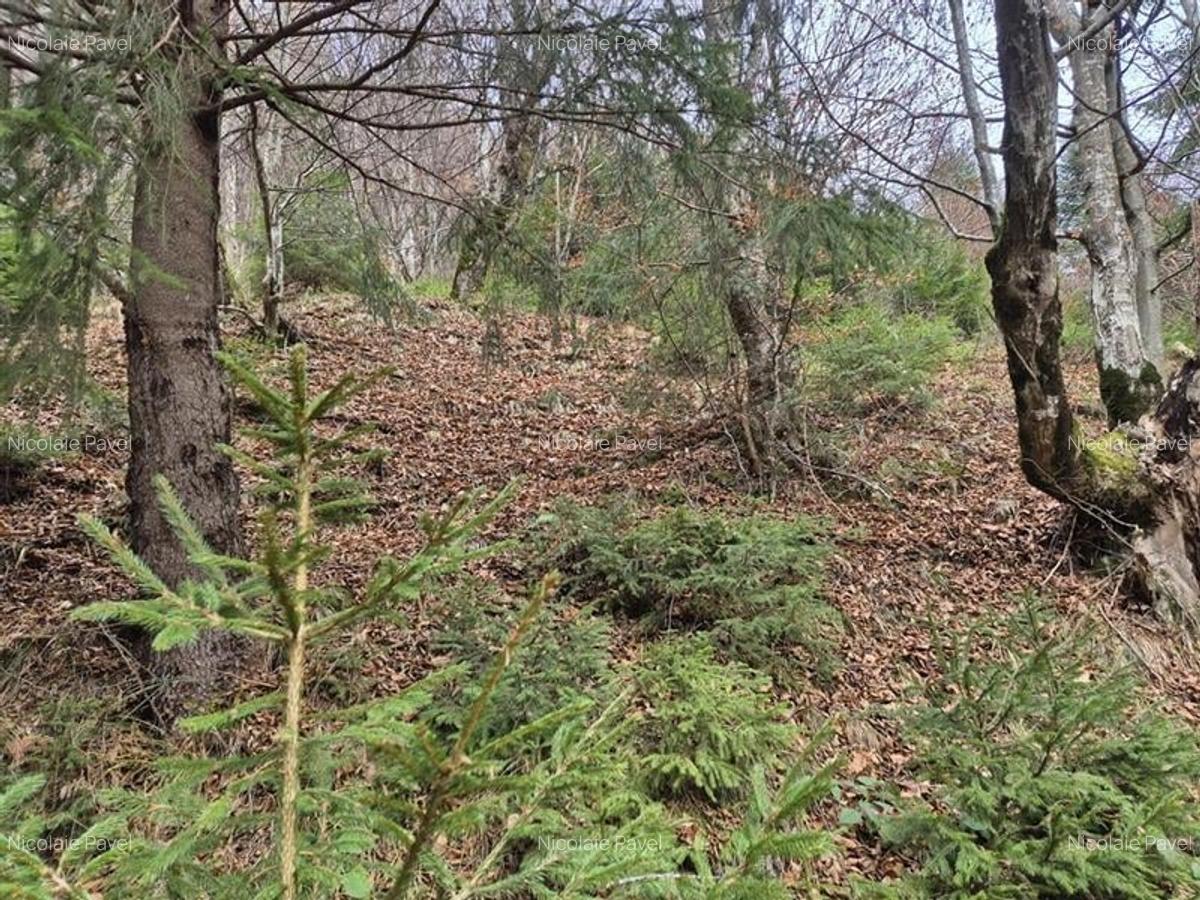 Teren intravilan panoramic 4.600mp,view iconic Piatra Craiului,oportunitate prem - 4