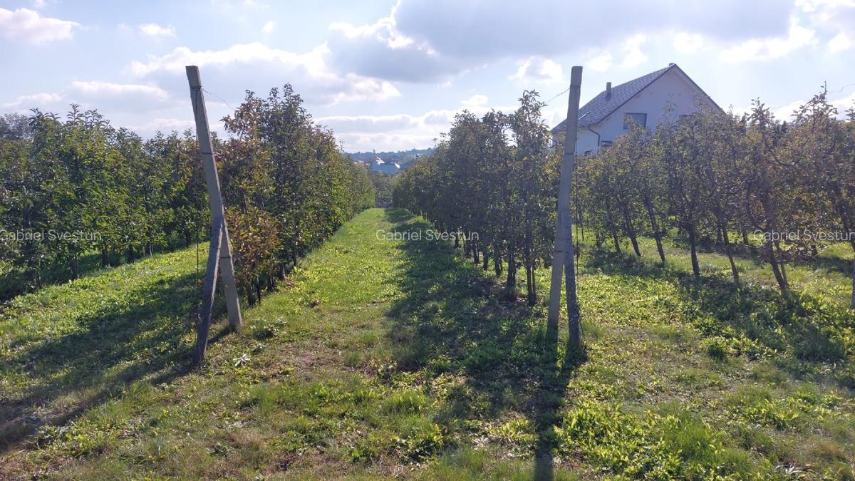 Vand livada meri, sistem intensiv, teren intravilan, Bosanci, Suceava - 4