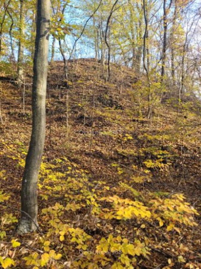 Vand teren cu padure la 5 km de Curtea de Arges,zona deal-munte,zona superba - 7