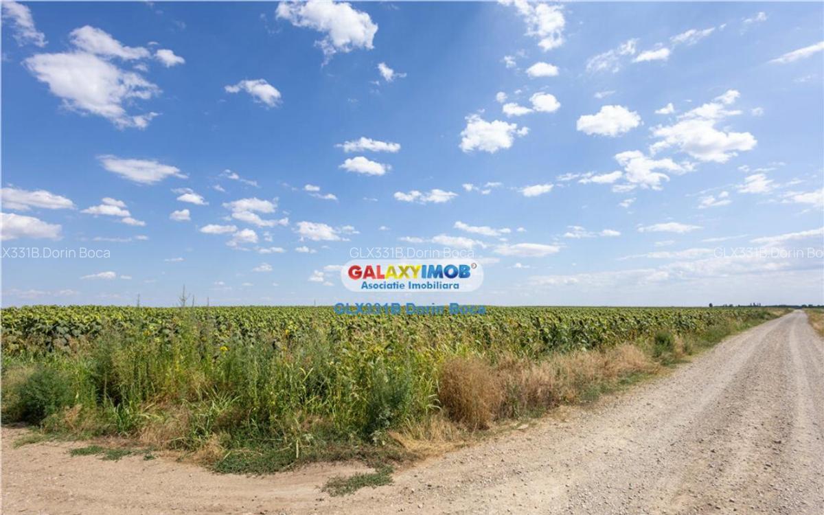 Teren agricol extravilan 2.6 ha - 26.000 mp - Valcelele, Buz - 9