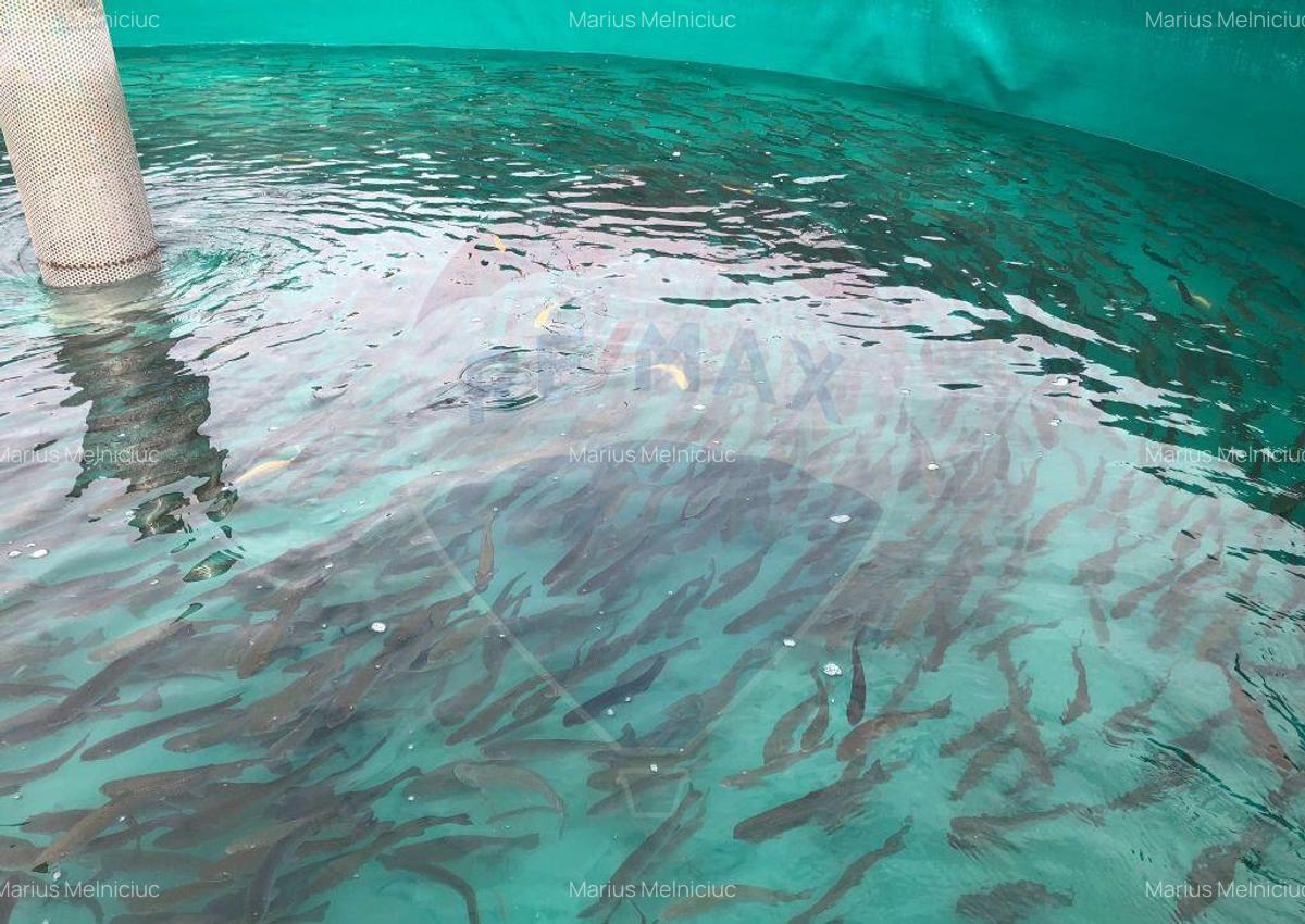 Pastravarie smart/ functionala/ Com.Rosia Bihor - 14