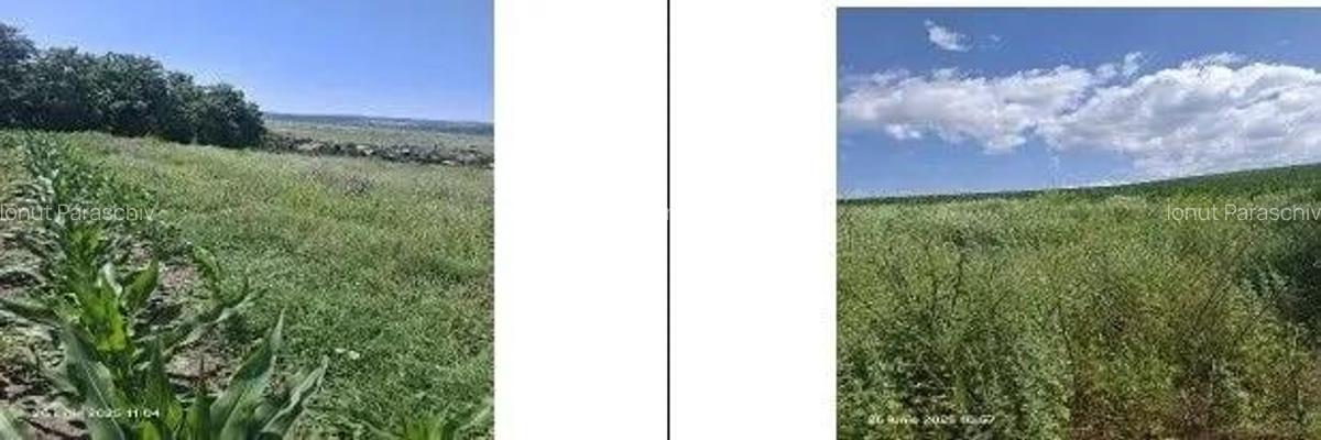 Teren Balteni, cota parte 1/4, ID: R2695268 - 6