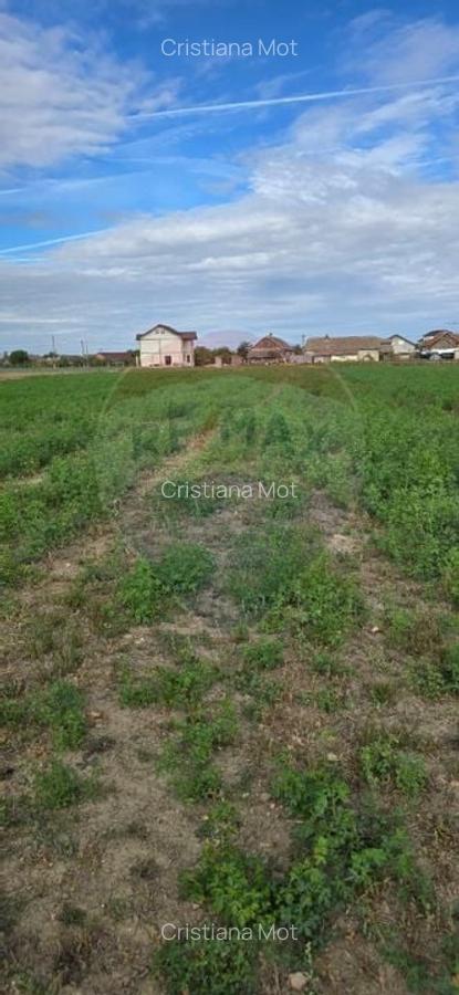 Teren si casa cu teren generos in Socodor - 29 Teren si casa cu teren generos in Socodor - 29