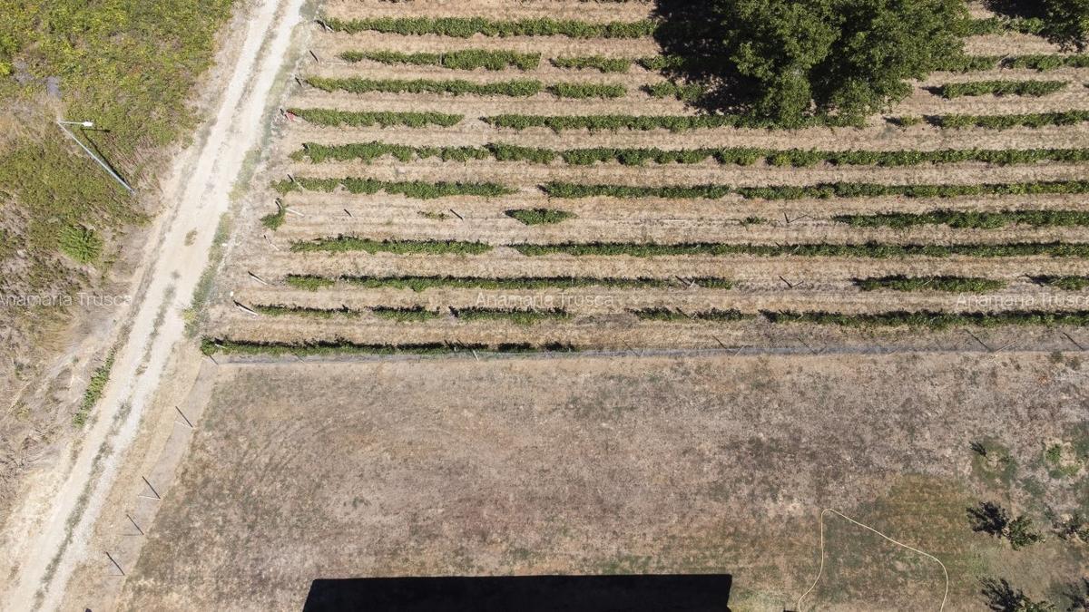 Teren de vanzare intravilan Carcea, 500 mp, toate utilitatile - 4